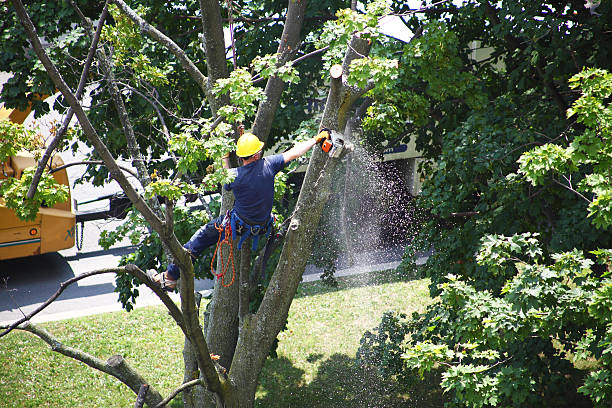 Best Weed Control  in Brooklyn, IA