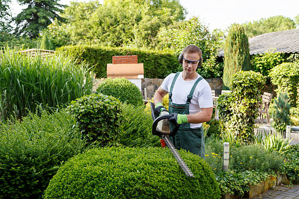 Best Lawn Renovation and Restoration  in Brooklyn, IA