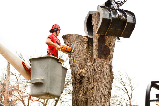 Best Commercial Tree Services  in Brooklyn, IA